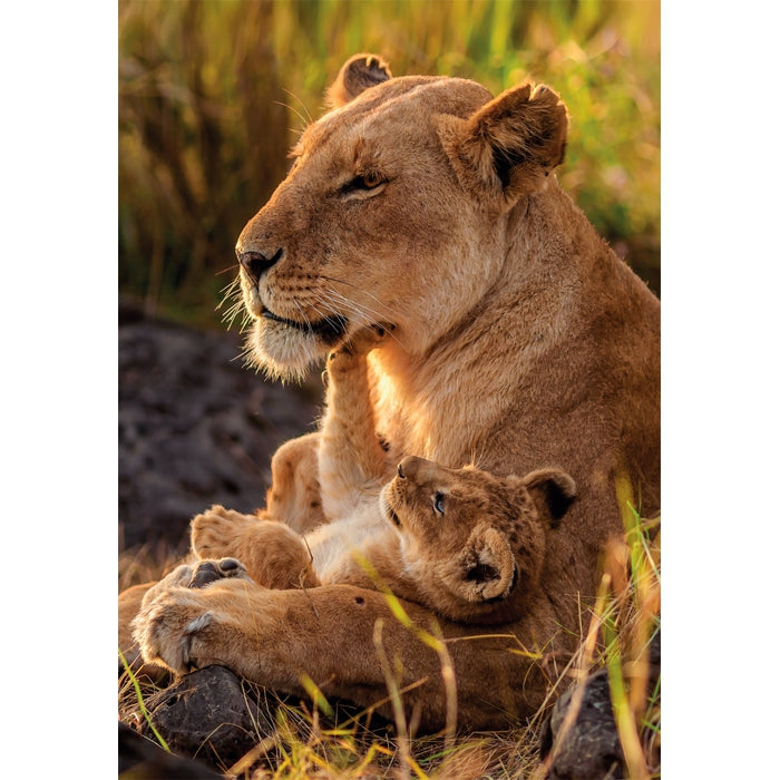 clementoni-feline-love-puzzle-500-teile-49-x-36-cm image 2